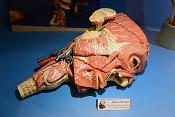 musee des ecorches de anatomie neubourg 10-2021 0410